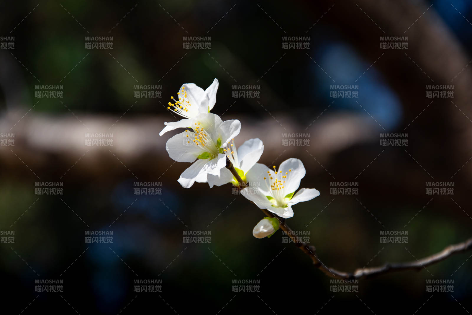 白花枝头绽 春意悄然来图片