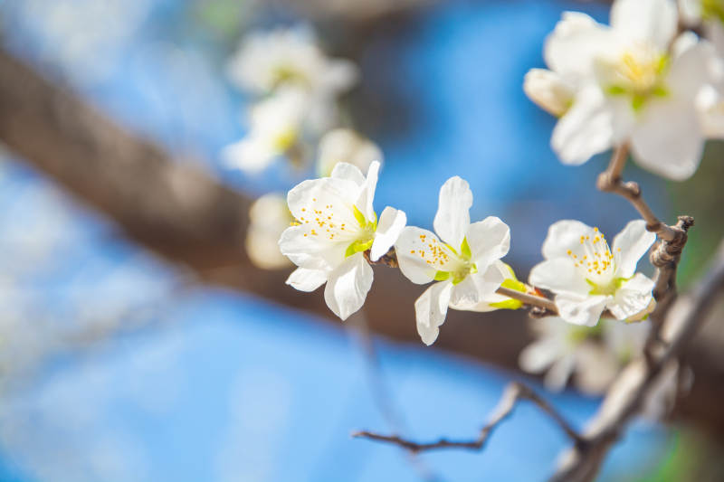 春花绽放 枝头雪白映蓝天图片