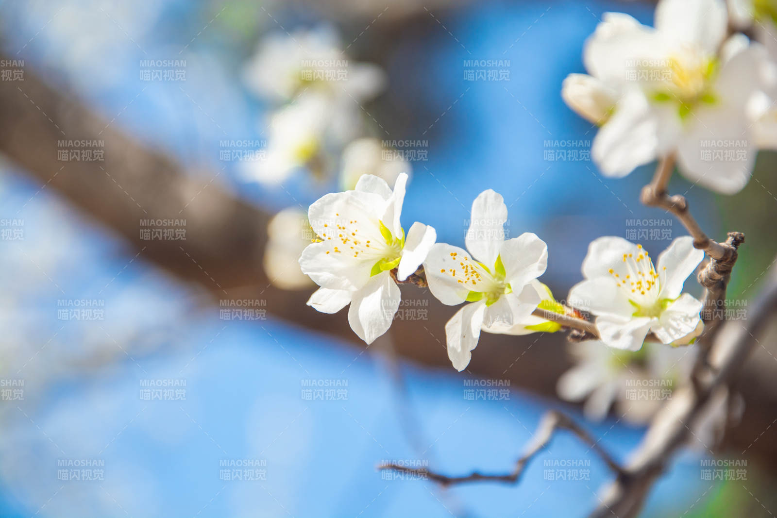 春花绽放 枝头雪白映蓝天图片