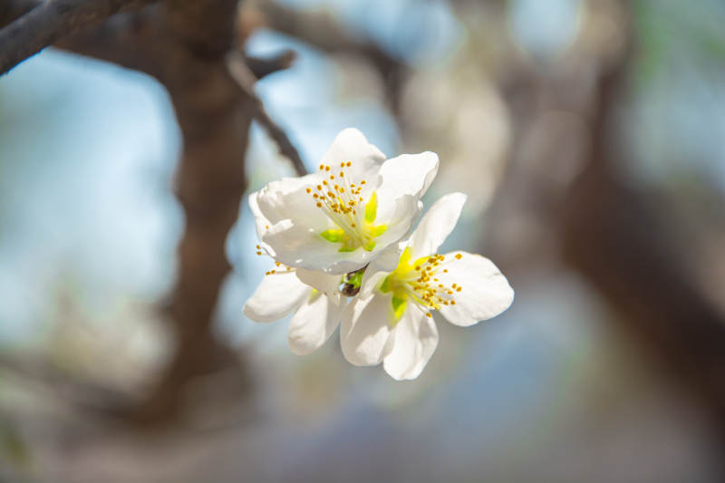 春日白花绽放枝头图片