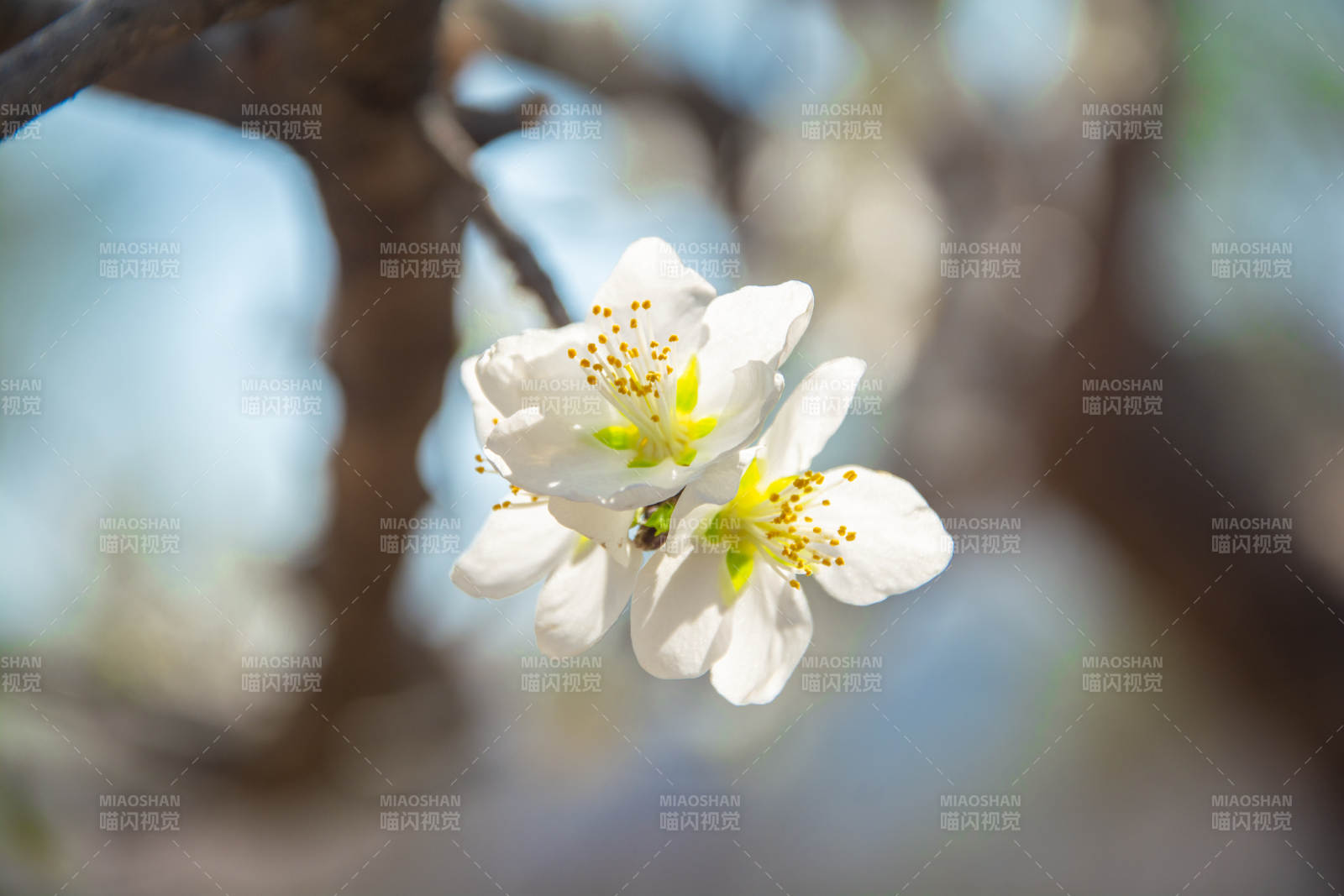 春日白花绽放枝头图片