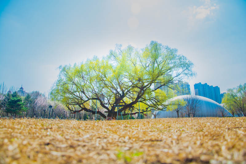 春日柳树映蓝天图片