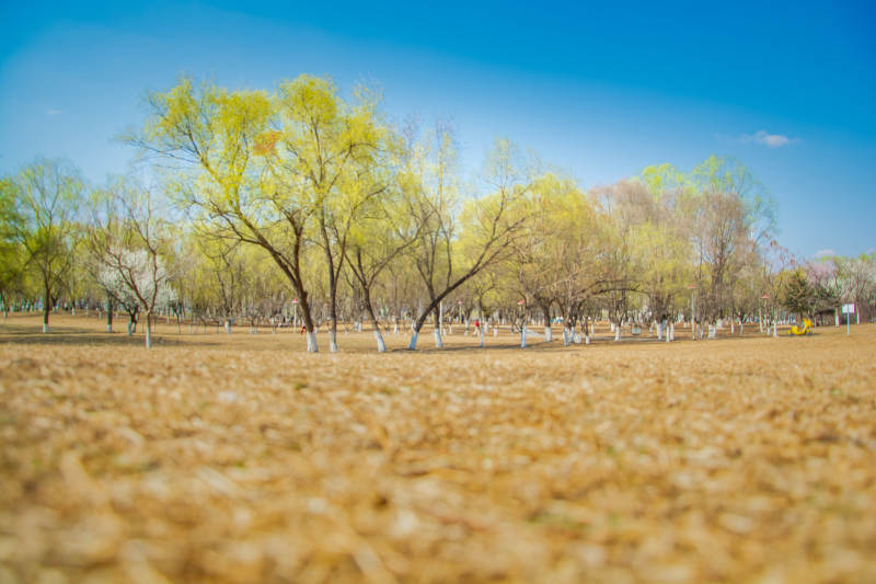 春日柳林 金黄满地蓝天映图片