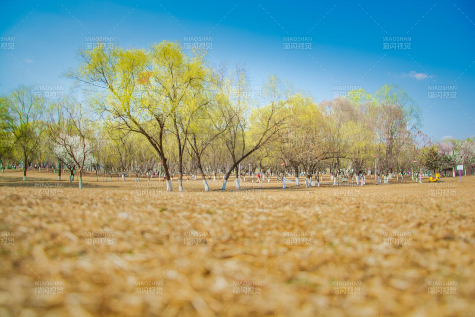 春日柳林 金黄满地蓝天映图片