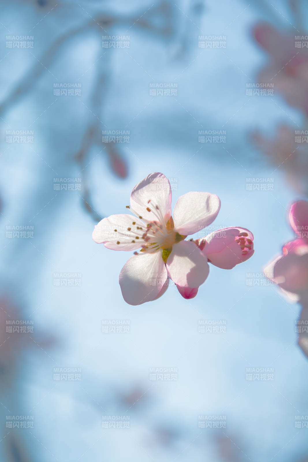 樱花绽放 春意盎然图片