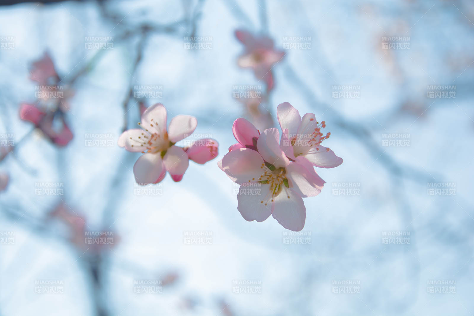 桃花初绽 春意盎然图片