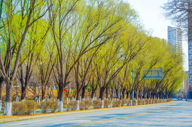 春日柳荫道 城市绿意浓图片