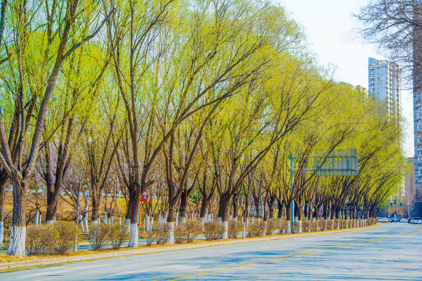 春日柳荫道 城市绿意浓图片