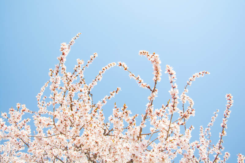 蓝天映衬粉樱绽放图片