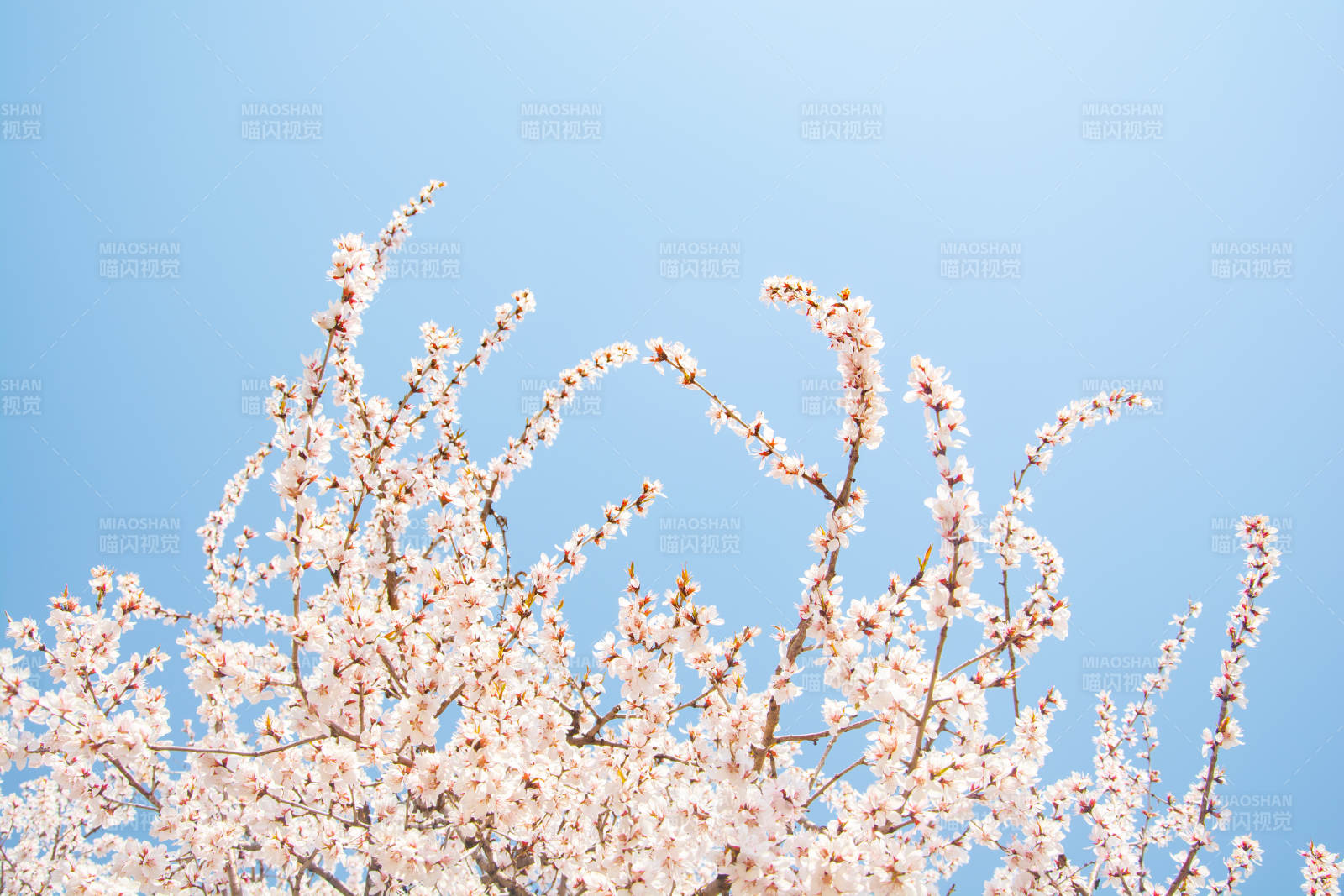 蓝天映衬粉樱绽放图片