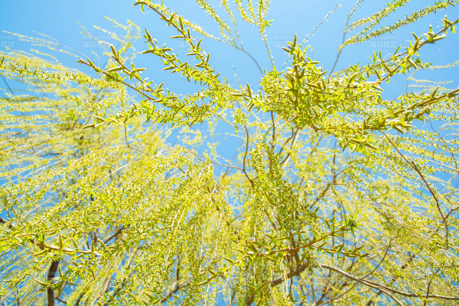 春日柳枝映蓝天图片