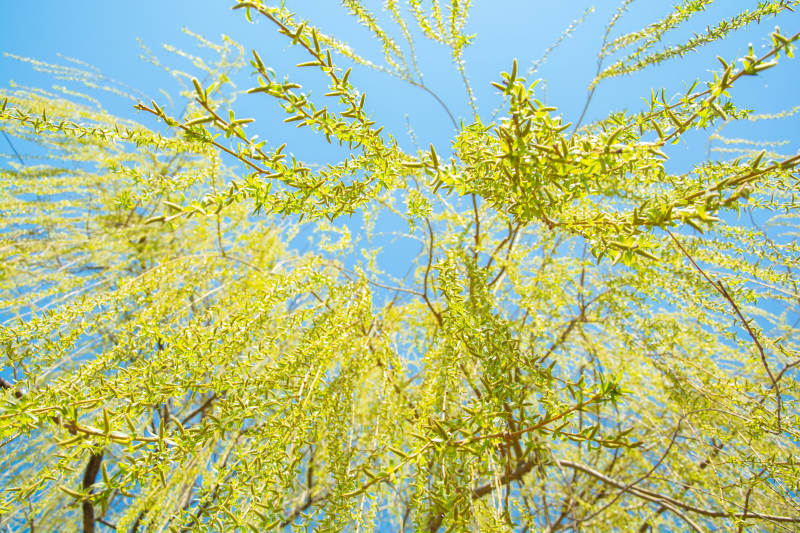 春日柳枝映蓝天图片