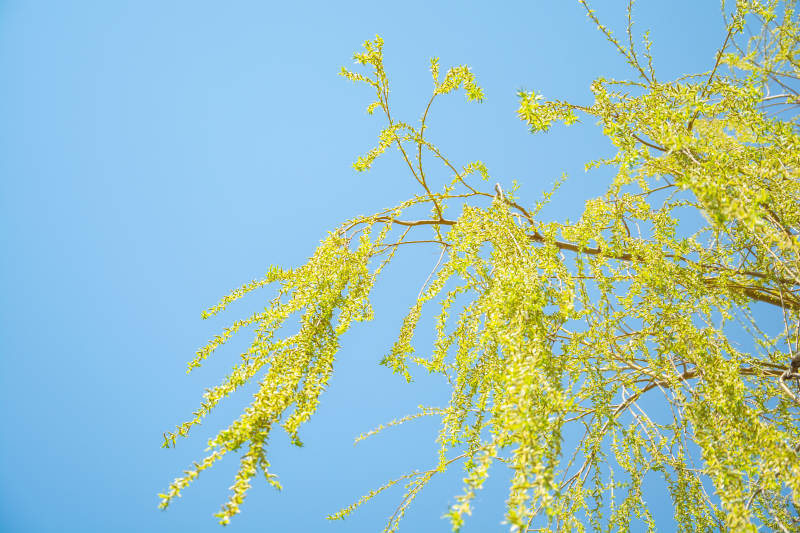 嫩黄柳枝映蓝天图片