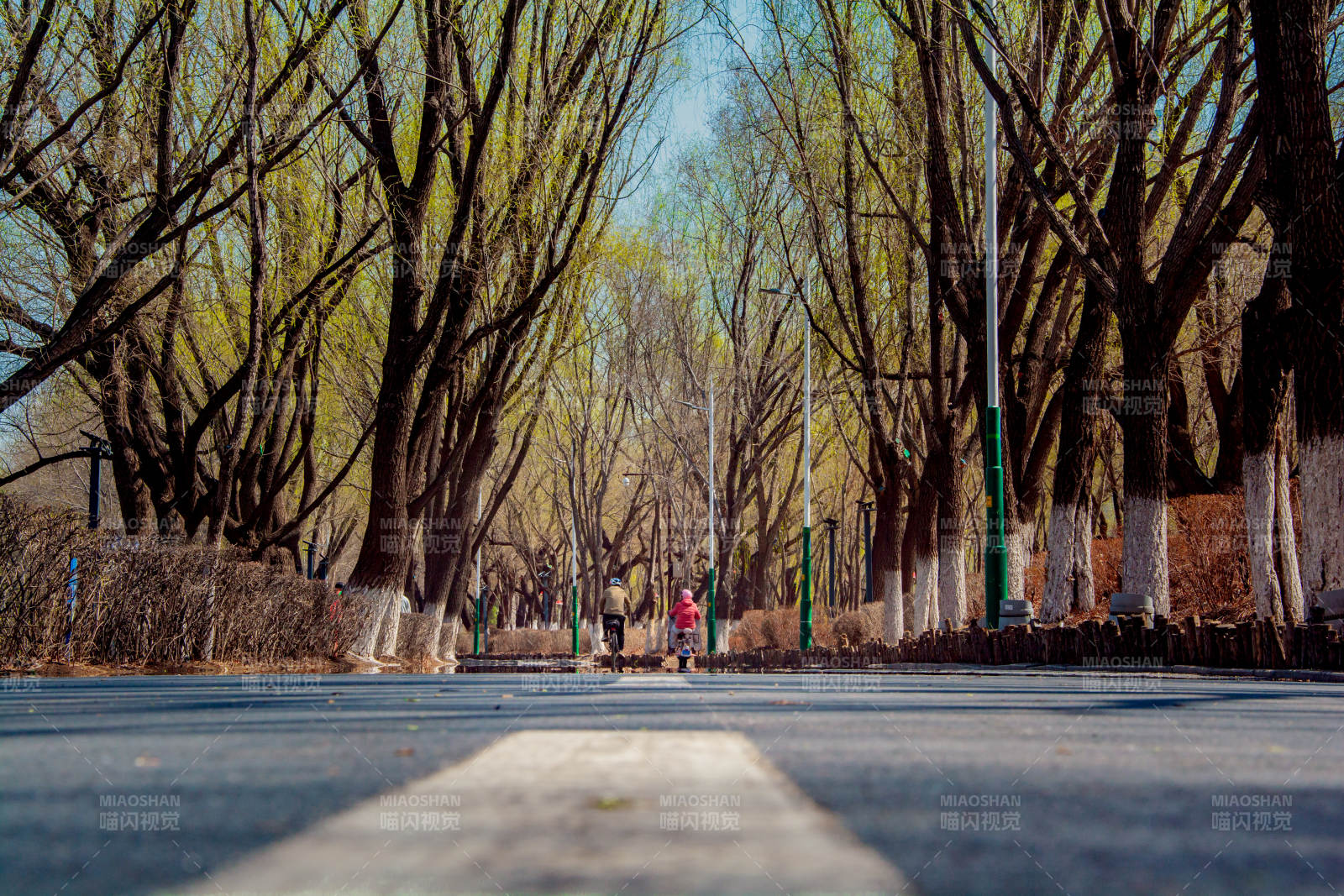林荫道上的春日漫步图片