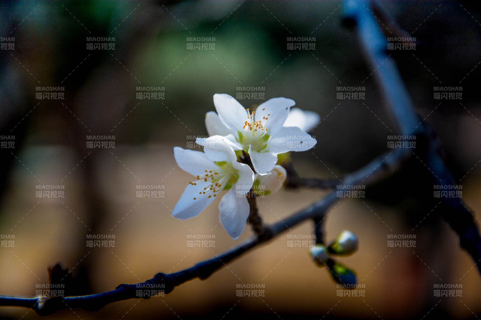 枝头白花初绽 春意悄然来图片