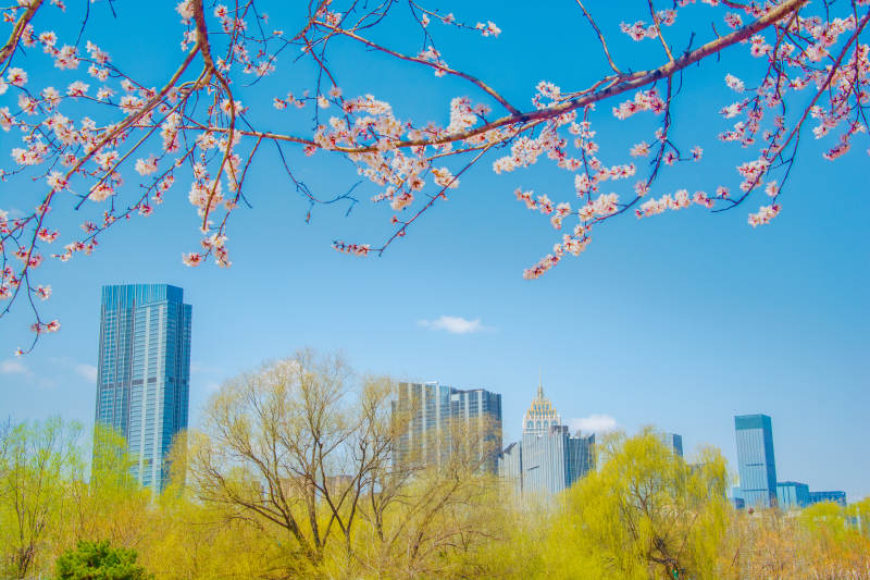 春花映城 蓝天高楼相宜图片