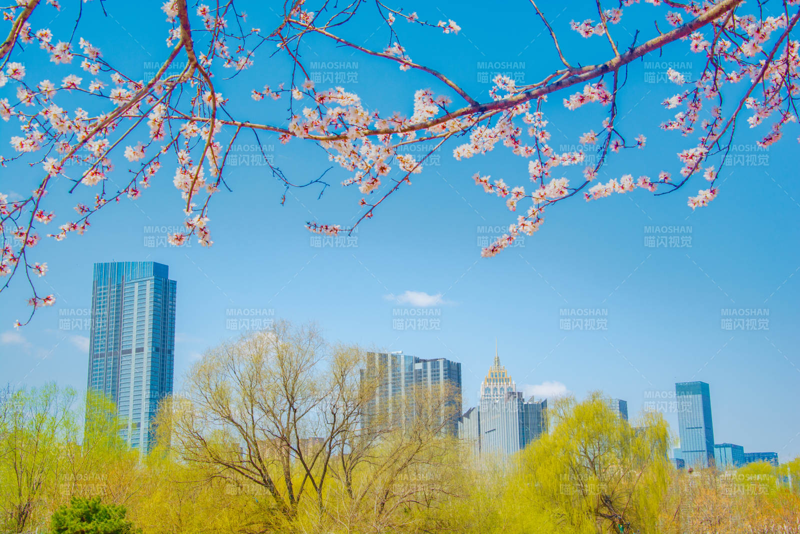 春花映城 蓝天高楼相宜图片