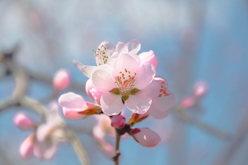 春花绽放 粉嫩迷人图片
