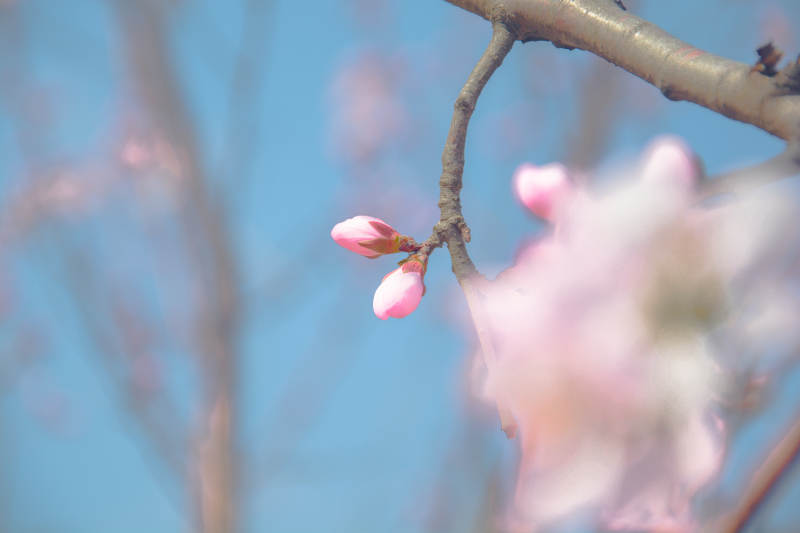 春花初绽 粉嫩含羞图片