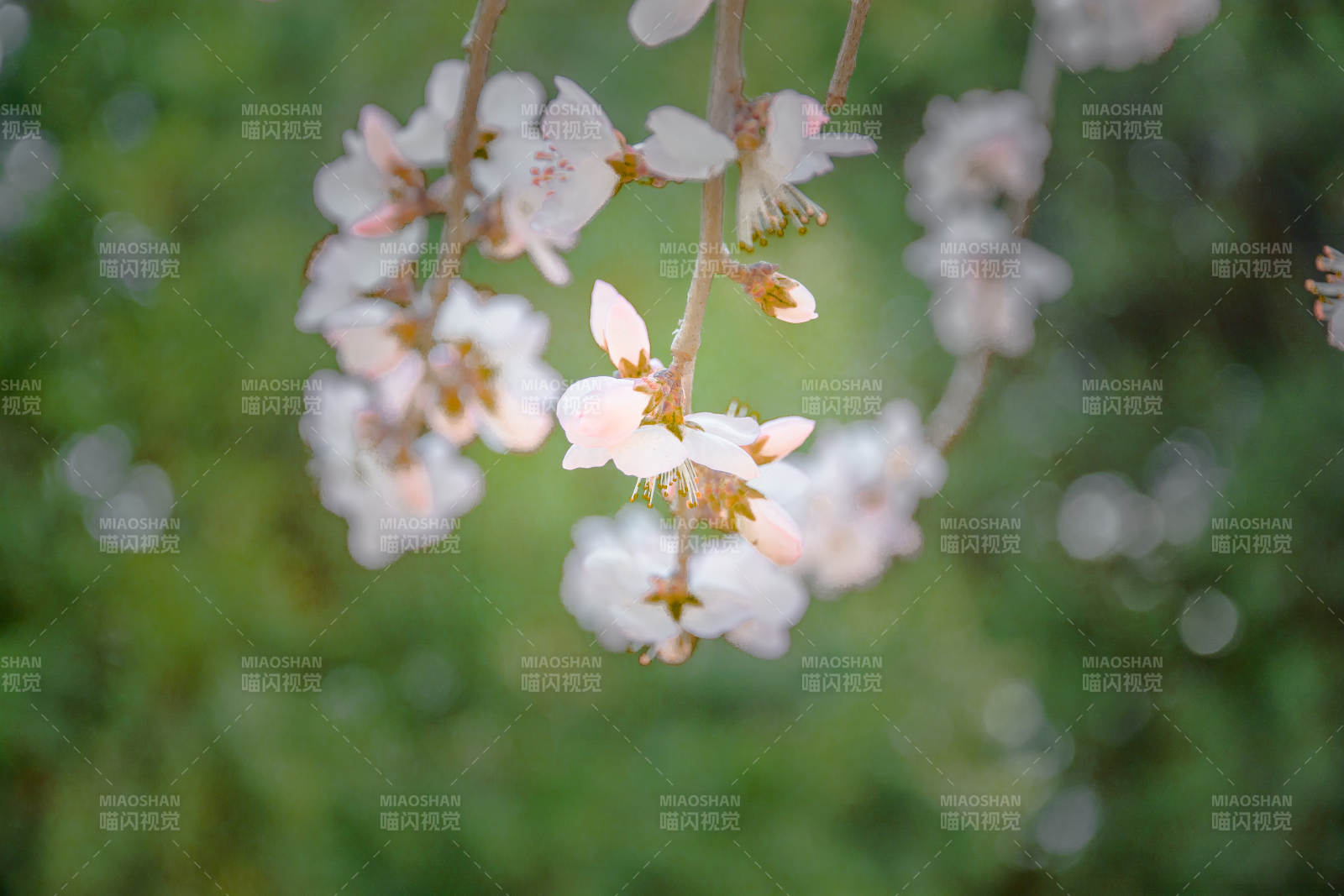 春日花枝轻摇 粉白绽放图片