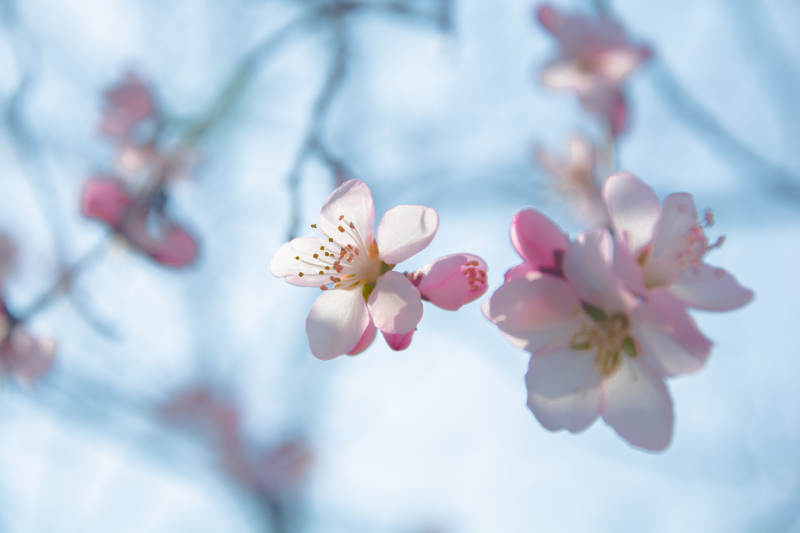 春日粉樱 柔光如梦图片