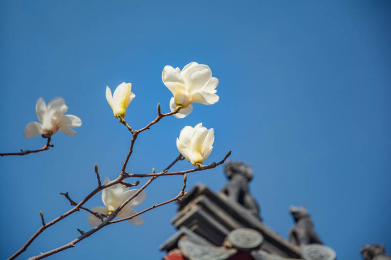 玉兰花开映蓝天图片
