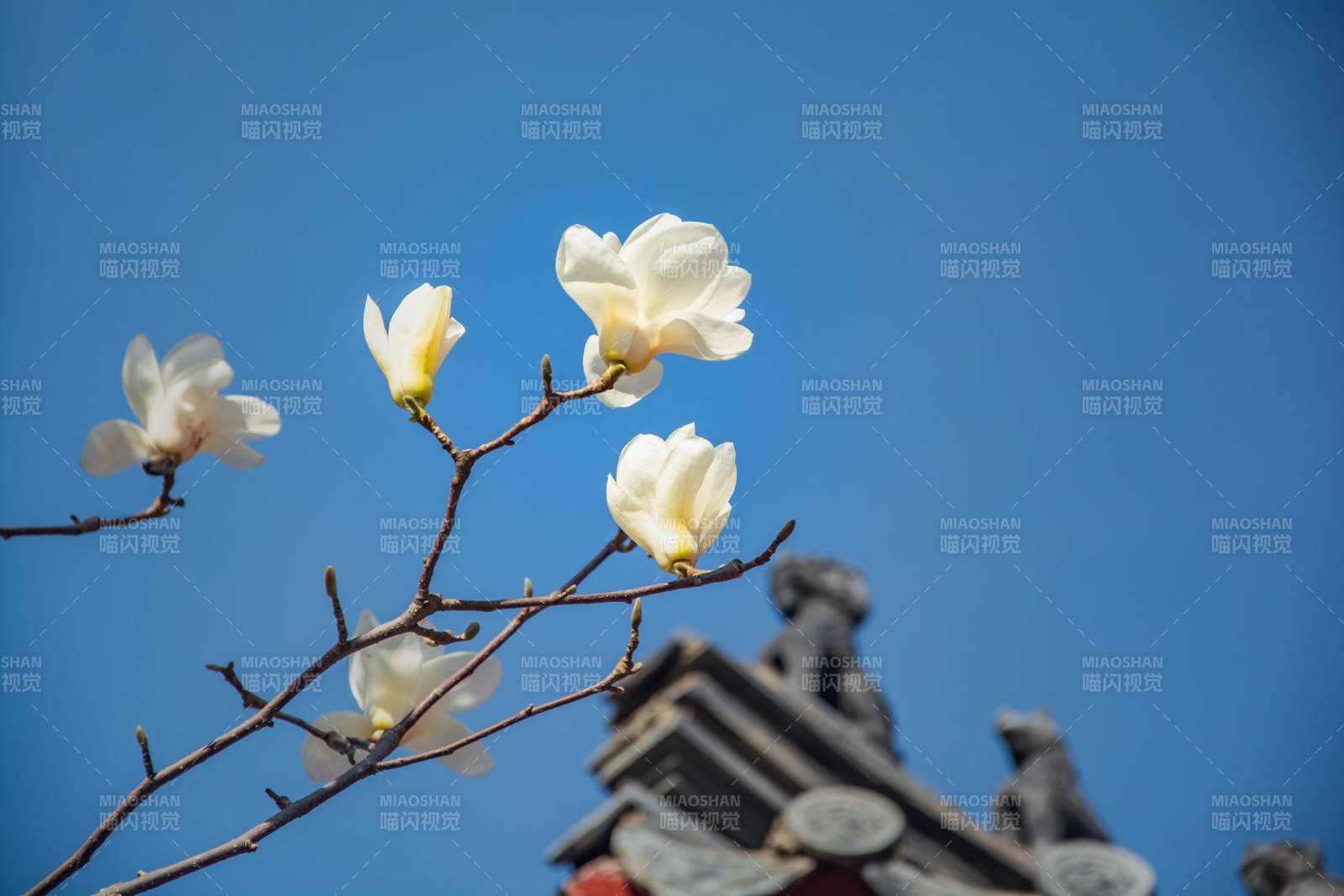 玉兰花开映蓝天图片