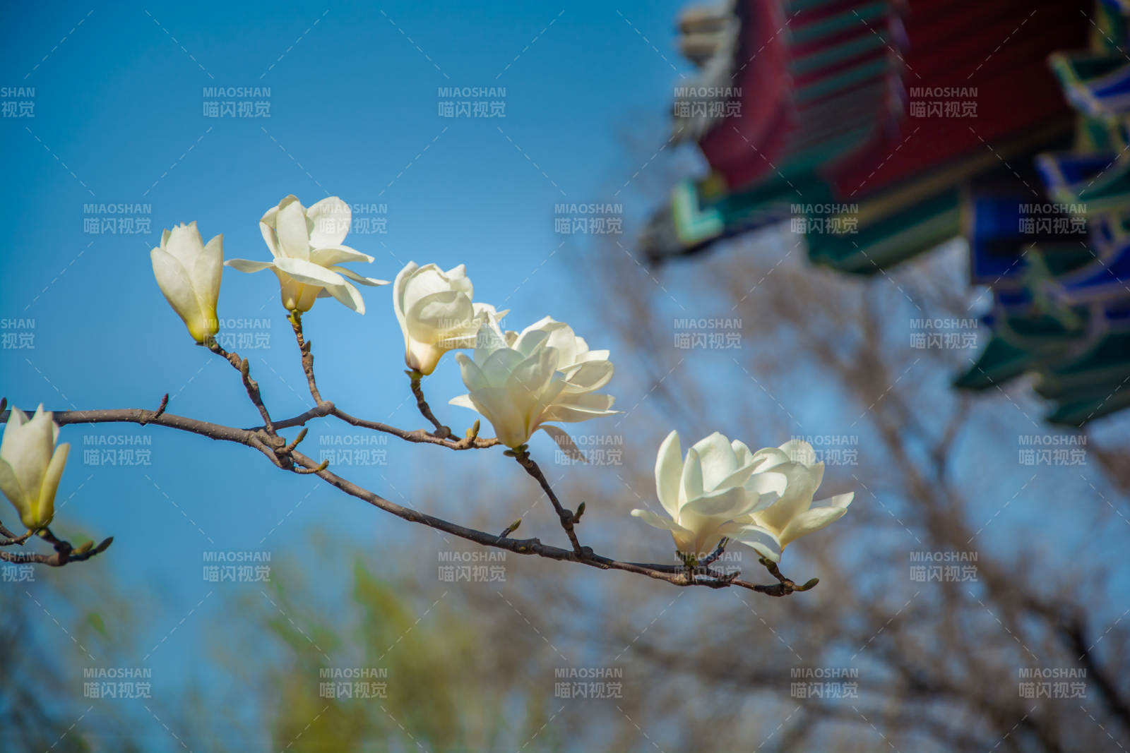 玉兰花开映古檐图片