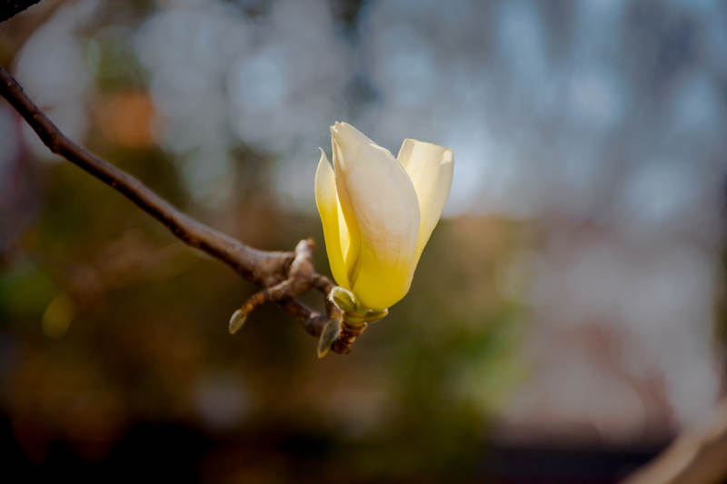 枝头初绽玉兰花图片