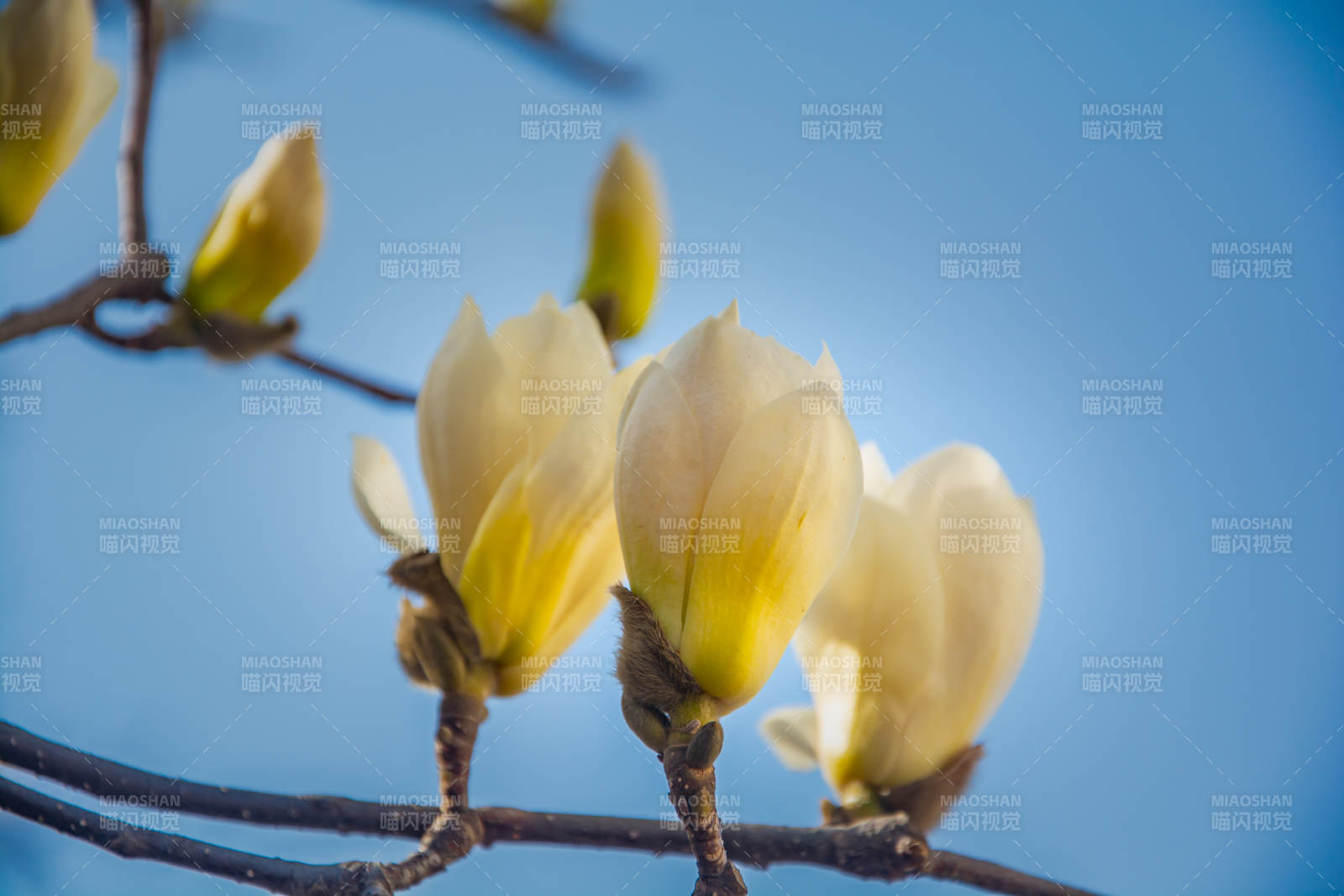 玉兰初绽 春意盎然图片