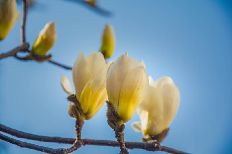 玉兰初绽 春意盎然图片