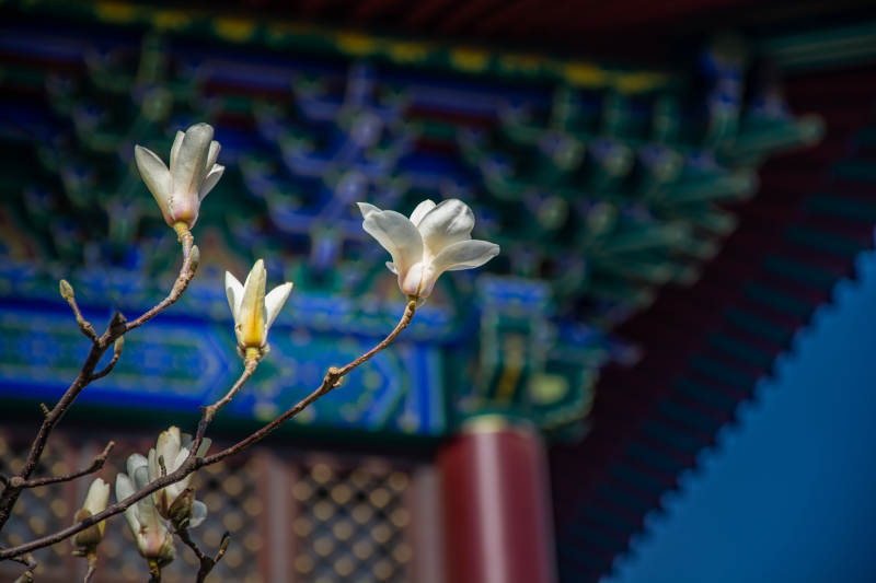 古建前玉兰绽放图片