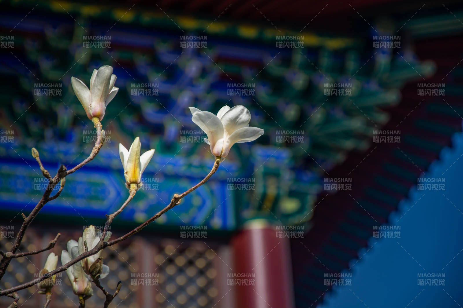 古建前玉兰绽放图片