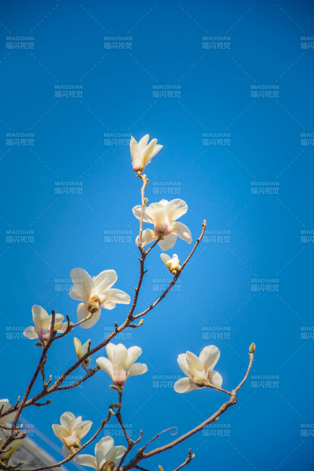 蓝天映玉兰 春意盎然时图片