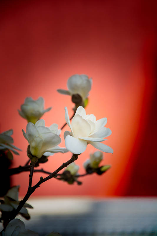 红墙映白玉兰图片