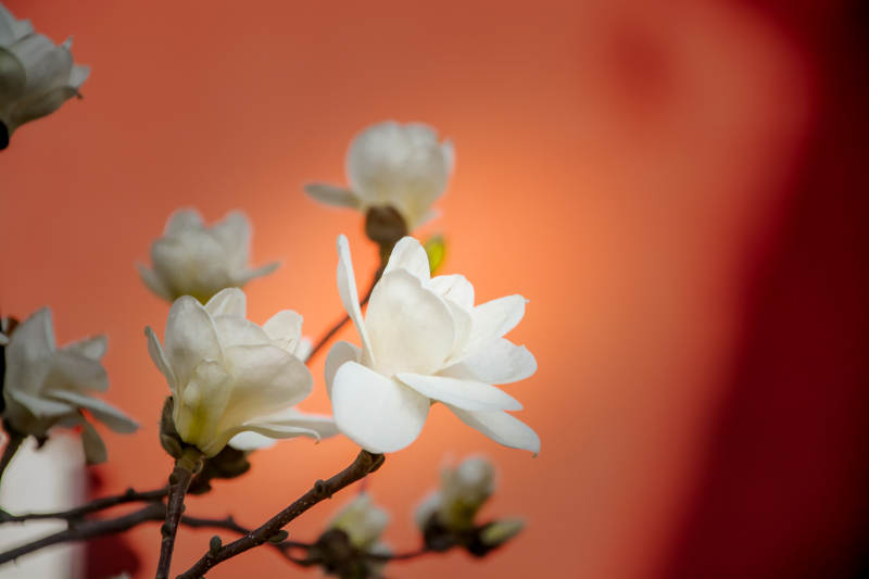 白花映红墙 春意悄然绽图片