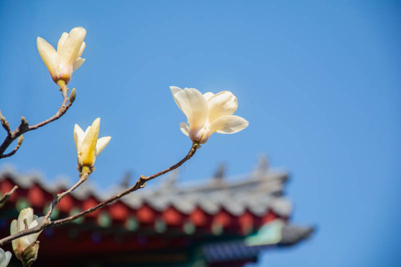 玉兰花开映古檐图片