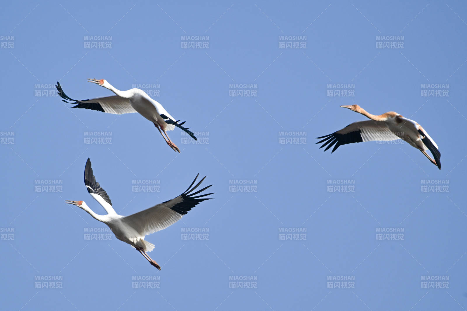 白鹤展翅 蓝天共舞图片