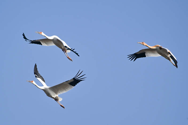 白鹤展翅 蓝天共舞图片