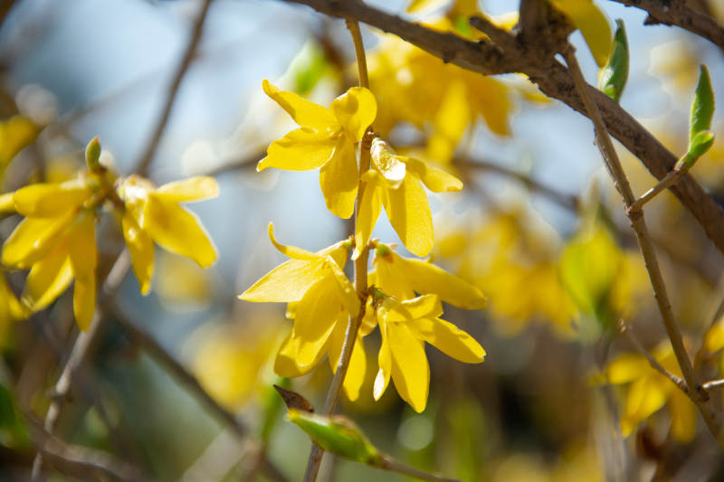 迎春花绽放枝头图片