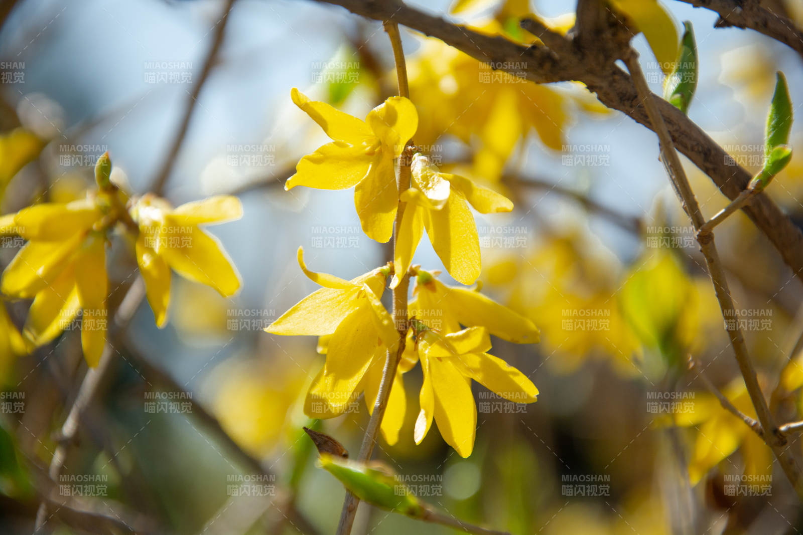 迎春花绽放枝头图片