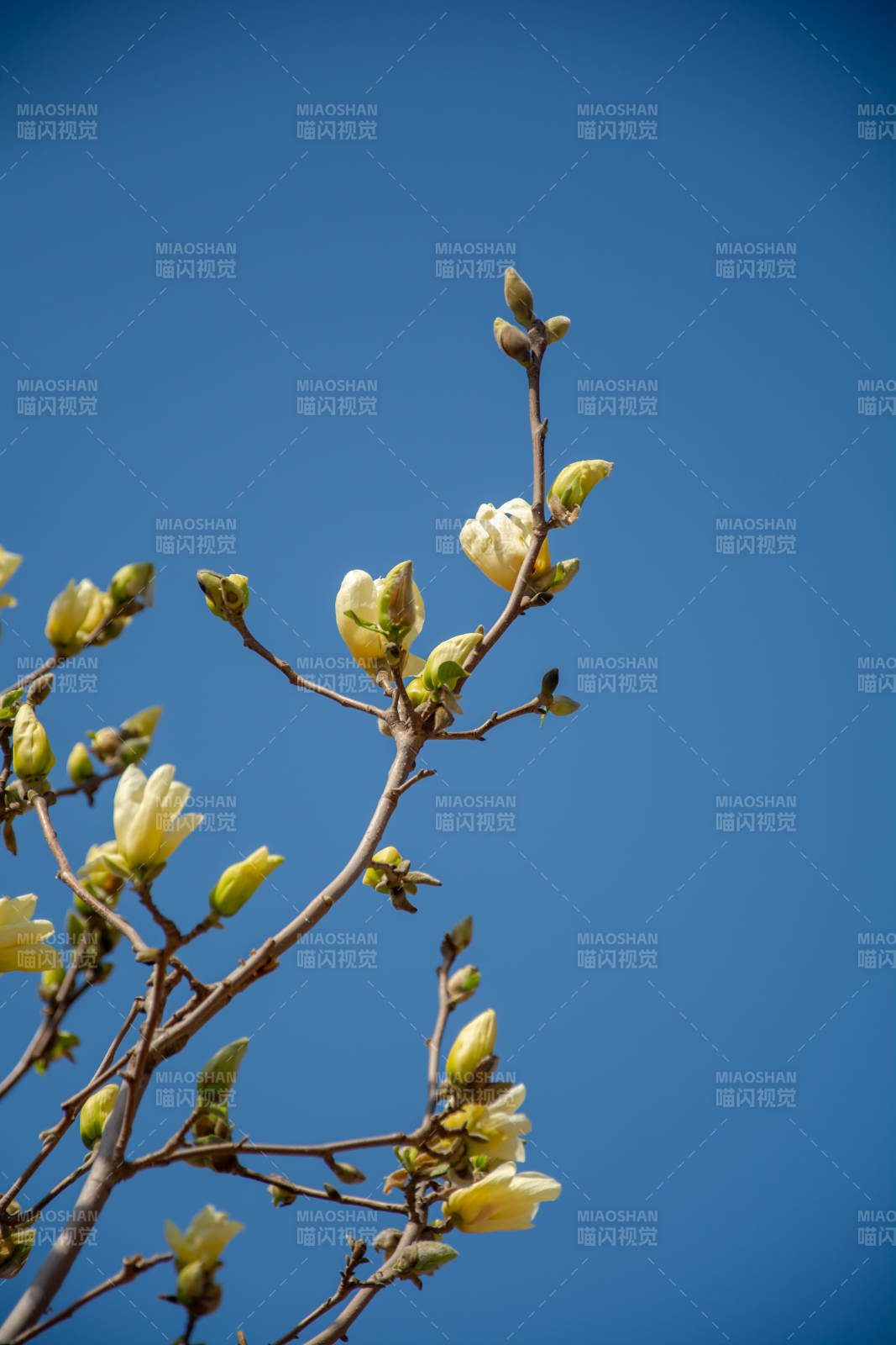 玉兰初绽 蓝天映衬图片