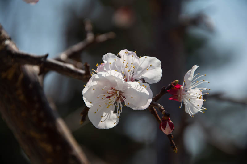 春花绽放 枝头洁白如雪图片