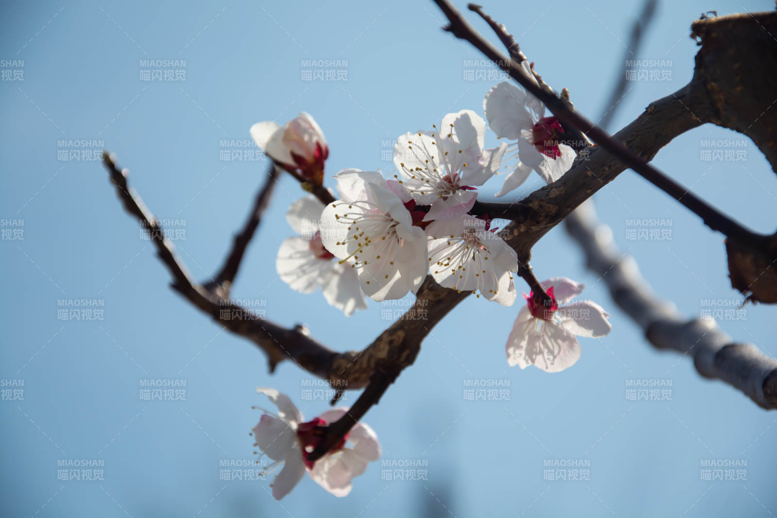 春花绽放枝头艳图片