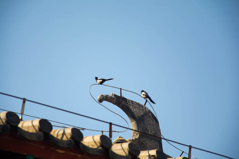 屋檐双鹊戏蓝天图片
