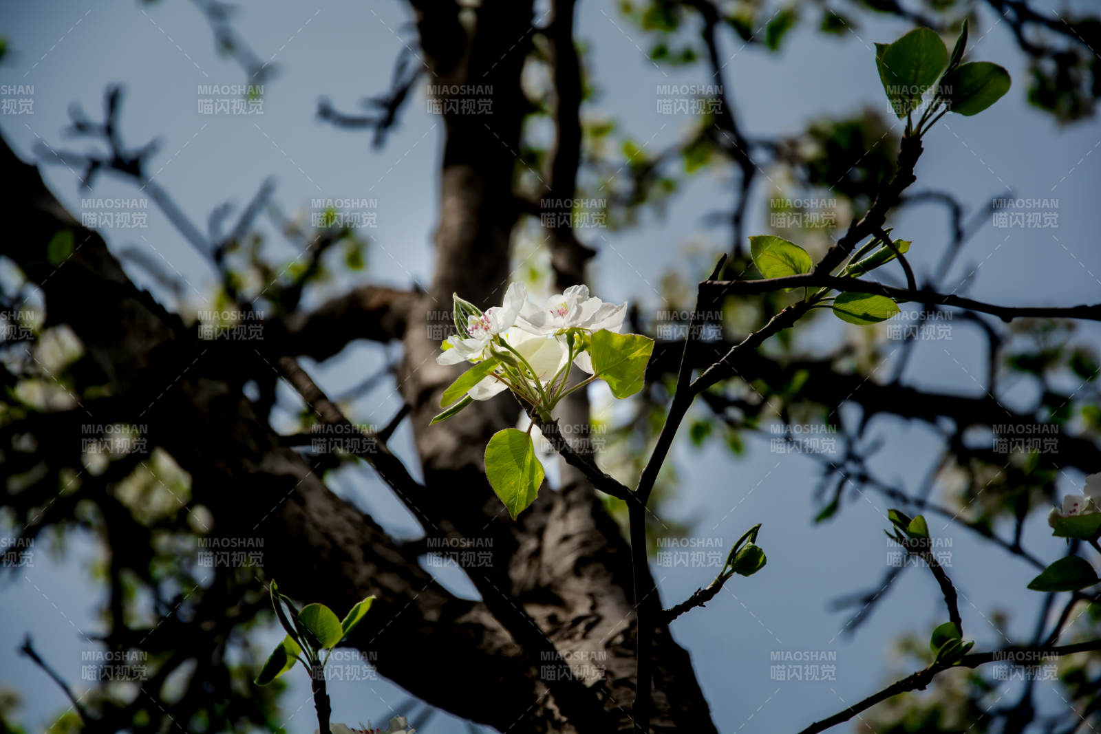枝头白花映蓝天图片
