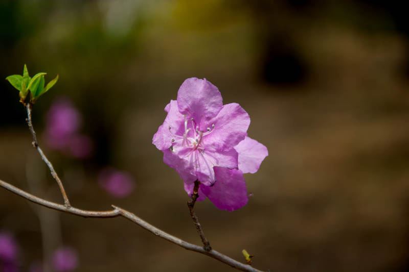 紫花枝头绽 春意悄然来图片