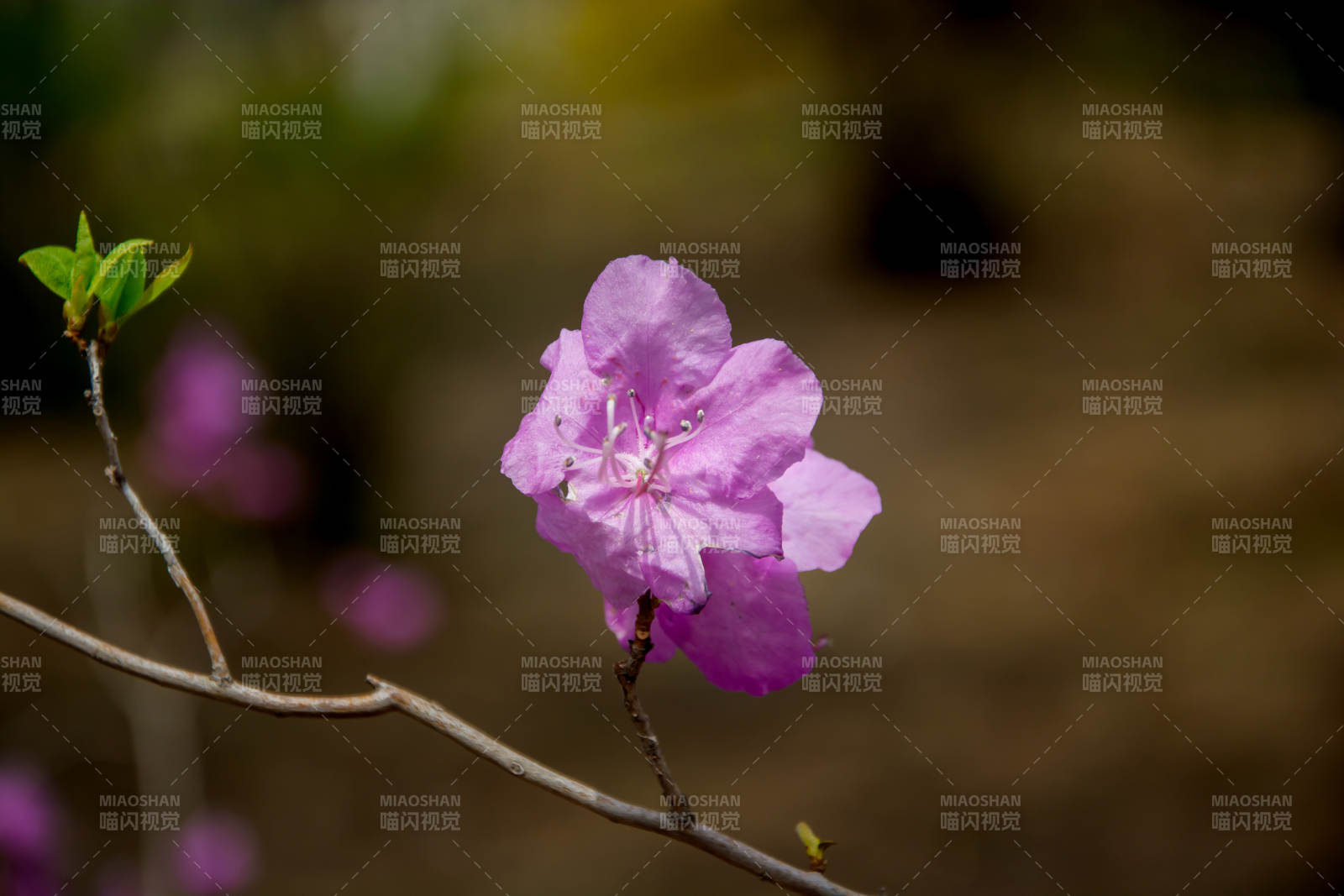 紫花枝头绽 春意悄然来图片
