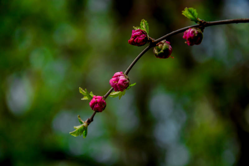 枝头粉苞待放 春意初萌图片