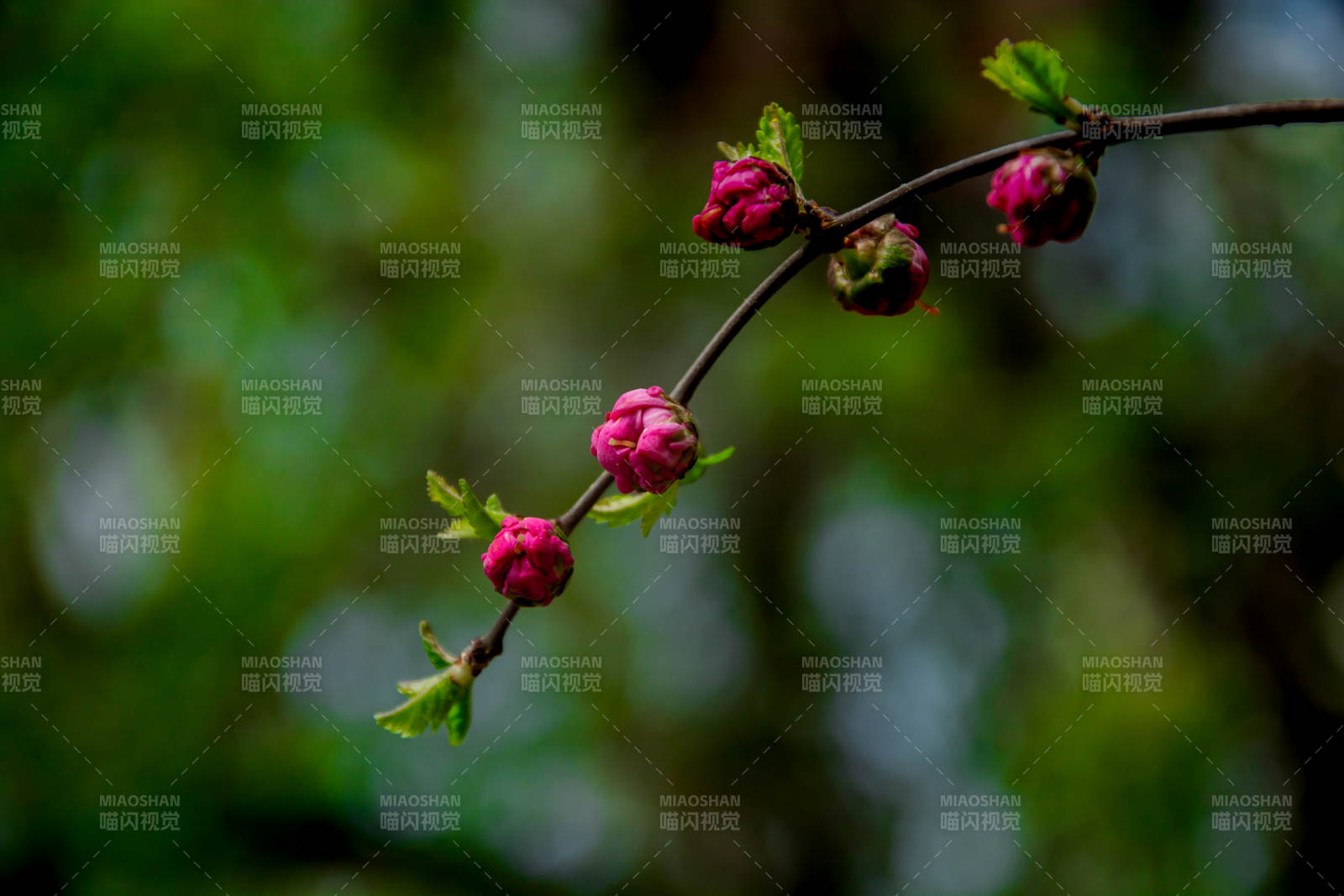 枝头粉苞待放 春意初萌图片